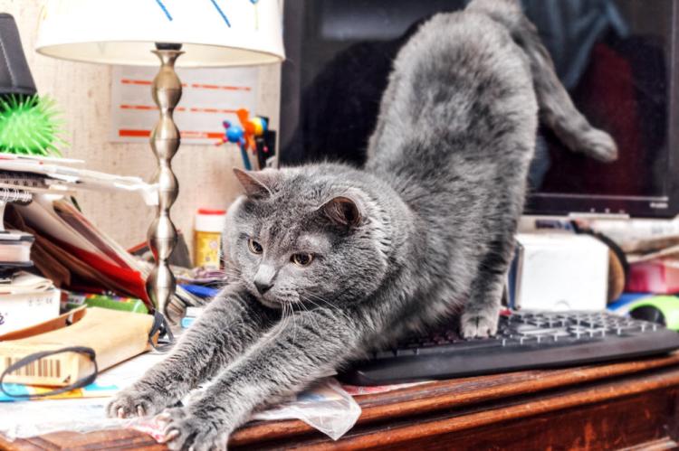 Cat stretching out over a home computer